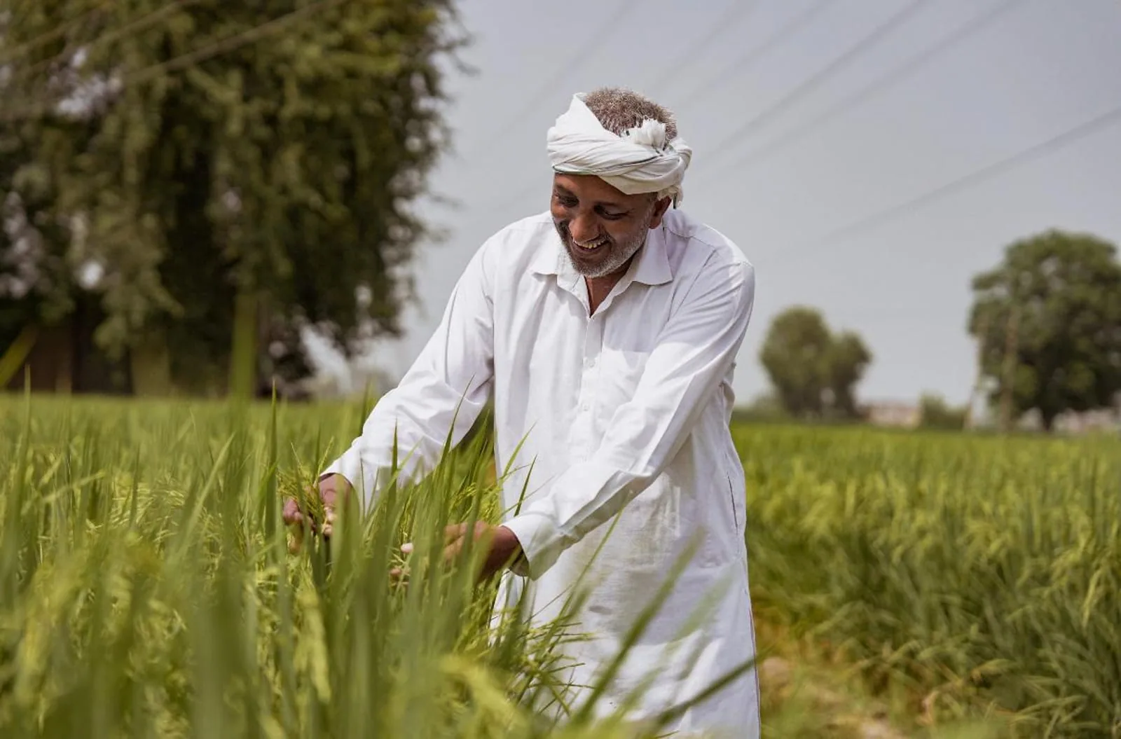 A smiling farmer in a white turban checking tall green crops