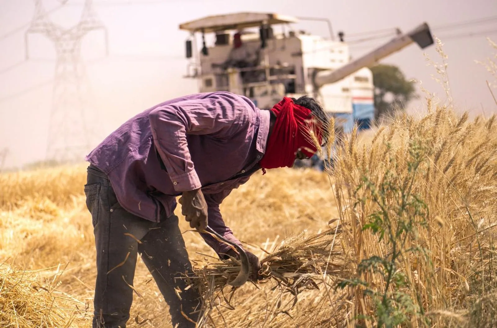 A farmer with a red scarf gathering cut wheat during the harvest